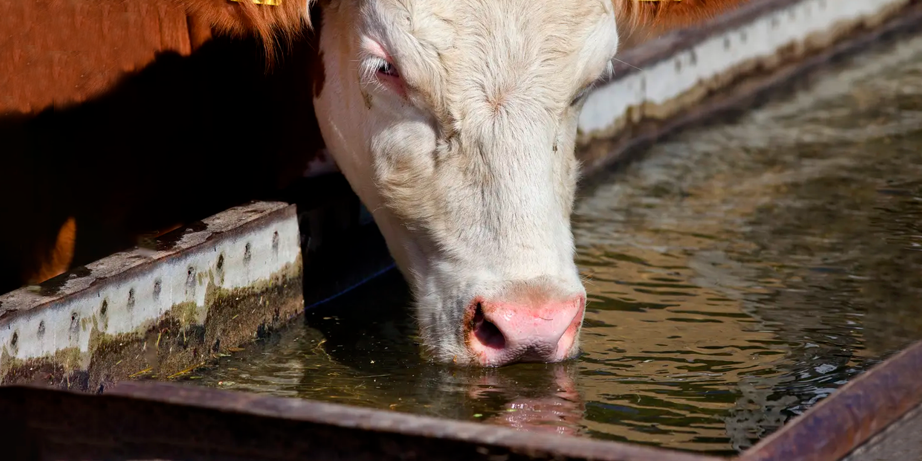 Evaluando la calidad del agua para el ganado