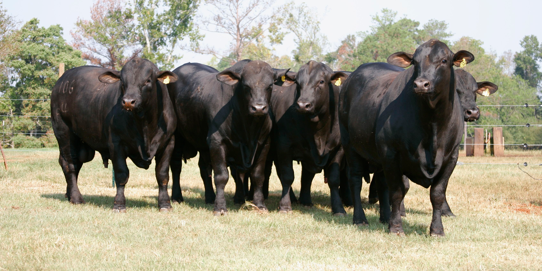 Planificación de las transf. embrionarias para producir toros y vacas madres de toros en rodeos de cría